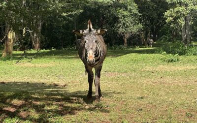Kenya Day 3: Animals and a Bunch of Karen